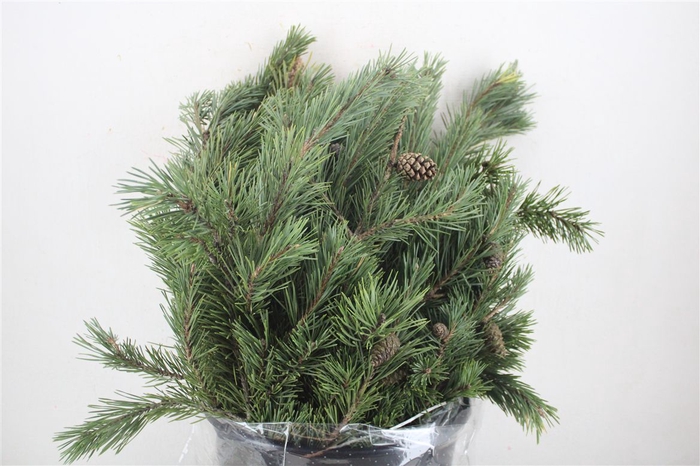 <h4>Pinus Mugo P Bunch</h4>