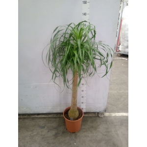 Beaucarnea recurvata