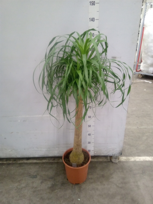 <h4>Beaucarnea recurvata</h4>