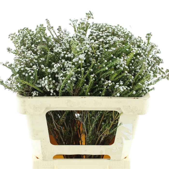 <h4>Kaaps Phyliccea Ericoides White</h4>
