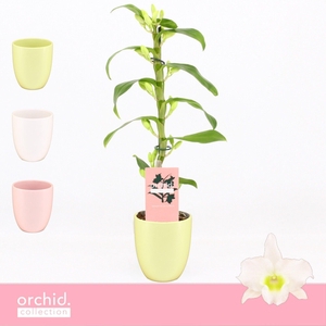 Dendrobium Nobilé, Apollon 1-spike Compact in Lotte Mix 'Orchid Collection'