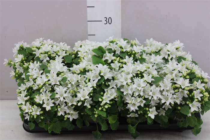 <h4>Campanula Starina White Springbell</h4>