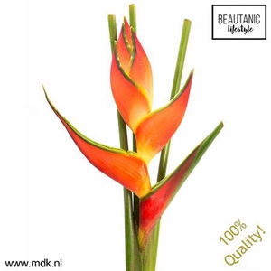 Heliconia Oriole Orange