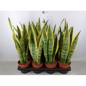 Sansevieria trifa. 'Laurentii'