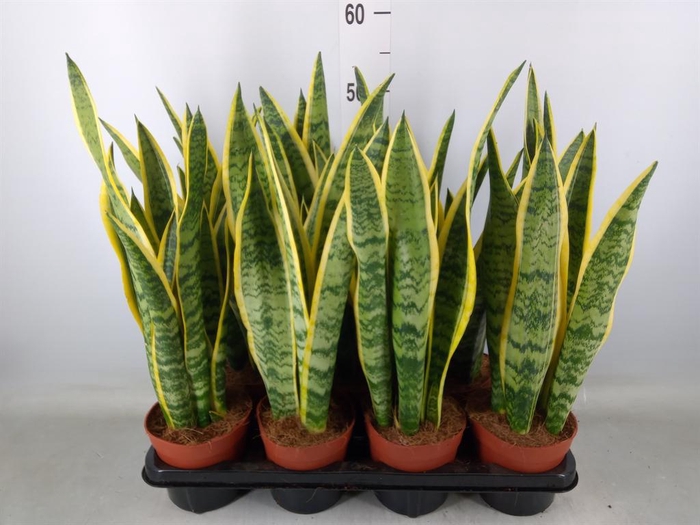 <h4>Sansevieria trifa. 'Laurentii'</h4>