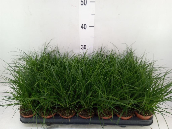 <h4>Carex brunnea</h4>