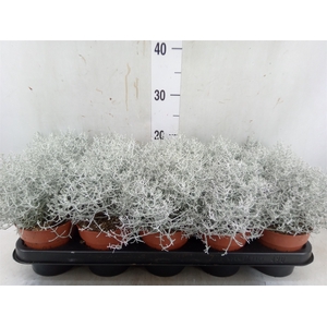 Leucophyta     [Calocephalus]