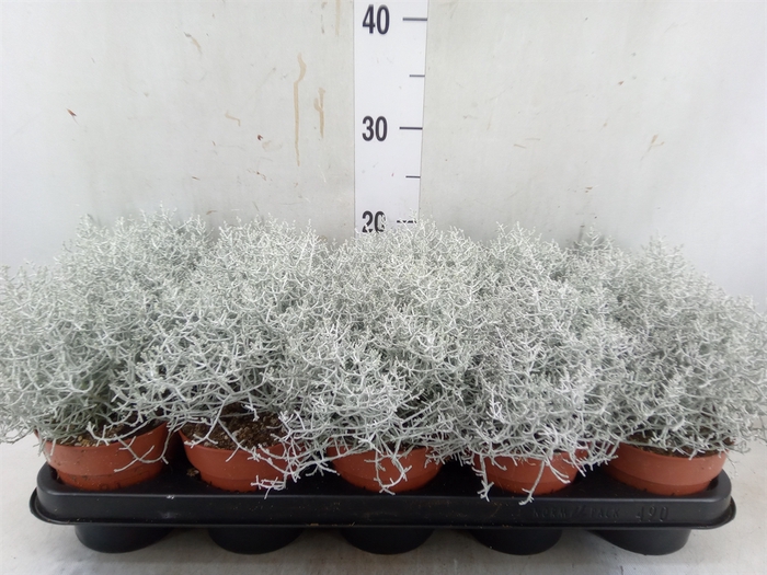 <h4>Leucophyta     [Calocephalus]</h4>