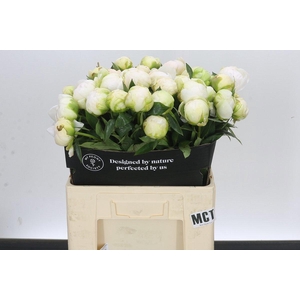Paeonia Lact Madame Claude Tain