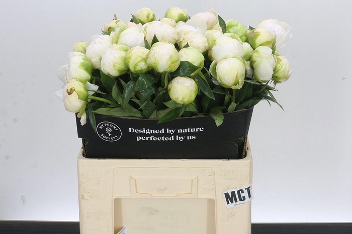 <h4>Paeonia Lact Madame Claude Tain</h4>