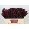 Leucadendron Saf Sunset Dark R.