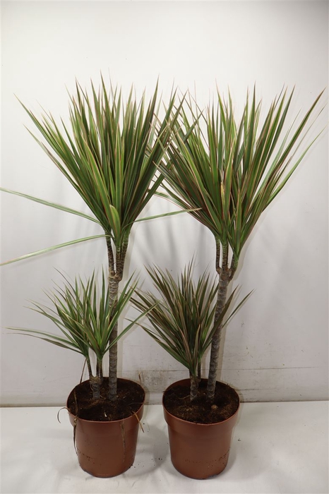 <h4>Dra Marg Bicolor</h4>