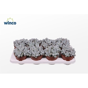 PACHYPHYTUM OVIFERUM