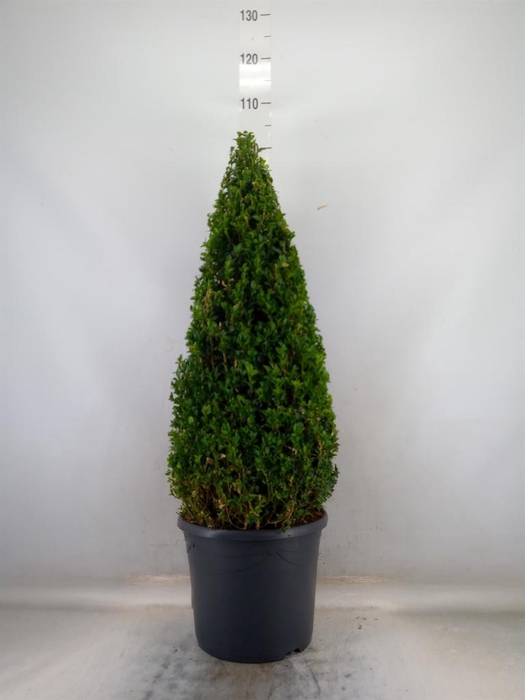 <h4>Buxus semp.   ...</h4>