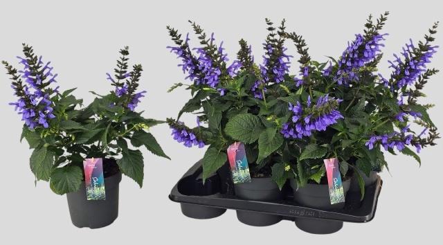 <h4>SALVIA LAKE COMO</h4>