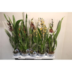 Cambria Grp Gem 1 Branche