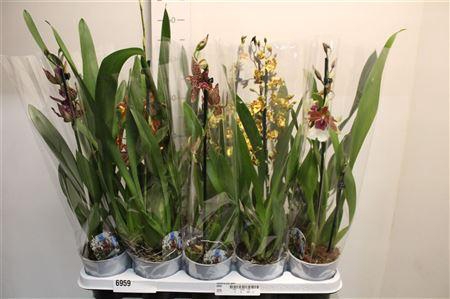 <h4>Cambria Grp Gem 1 Branche</h4>