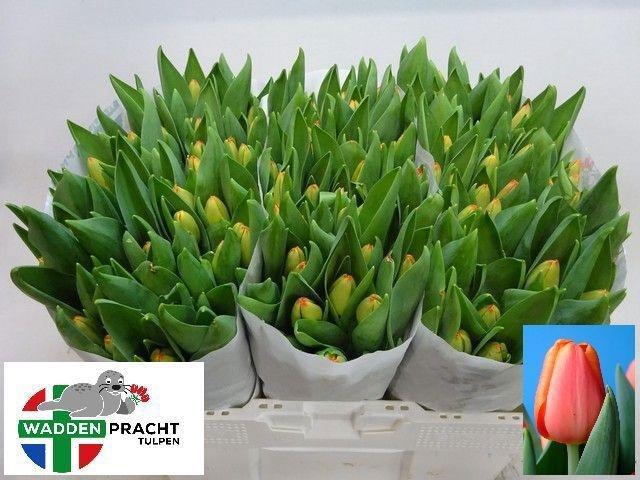 <h4>TU EN TIME OUT</h4>