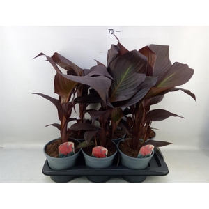 Canna  'Red Velvet'