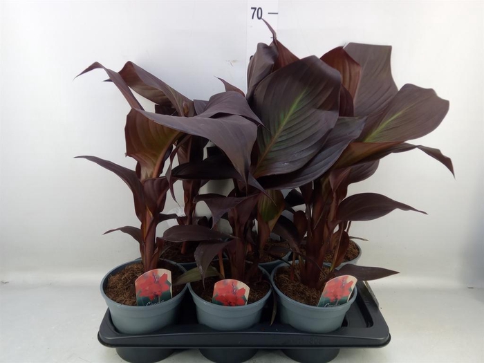 <h4>Canna  'Red Velvet'</h4>