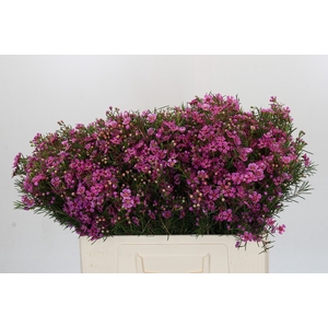 Chamelaucium Eden