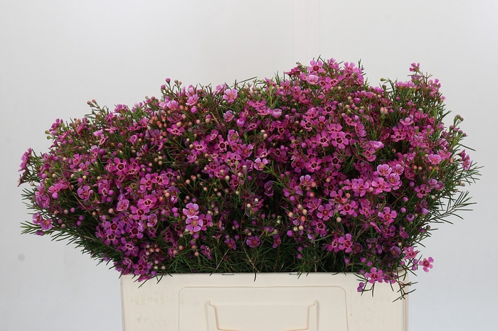 <h4>Chamelaucium Eden</h4>