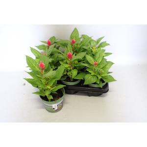 Celosia Pink
