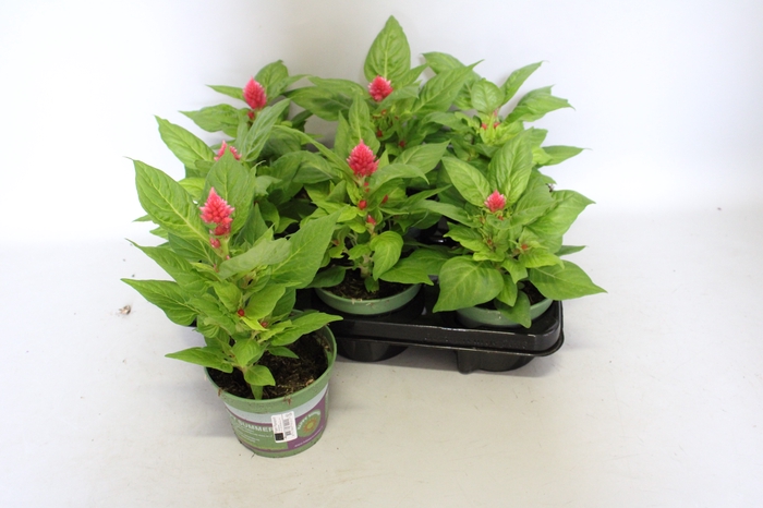 <h4>Celosia Pink</h4>