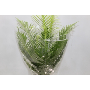 BLECHNUM GIBBUM SILVER LADY P17