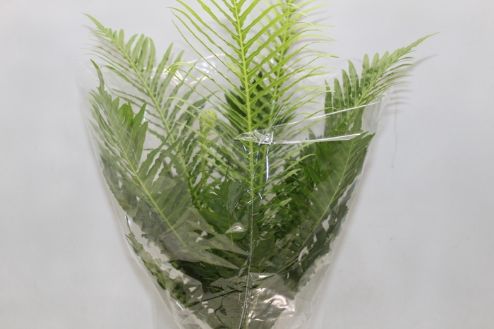 <h4>BLECHNUM GIBBUM SILVER LADY P17</h4>