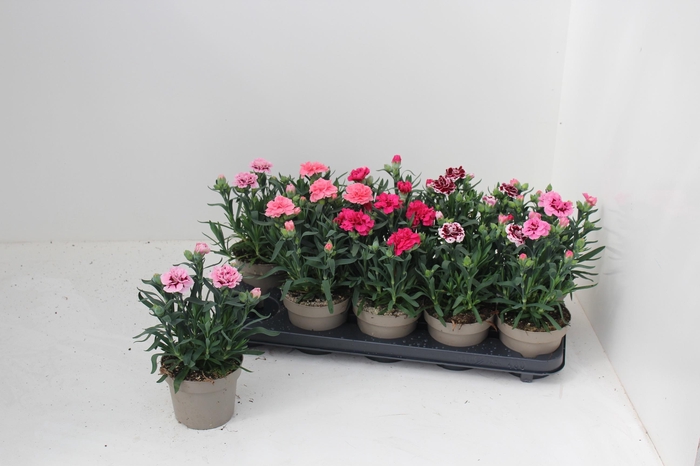 <h4>DIAN OSC GEM</h4>