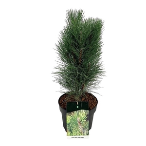 Pinus nigra 'Green Tower'