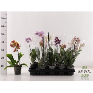 PHAL GEM