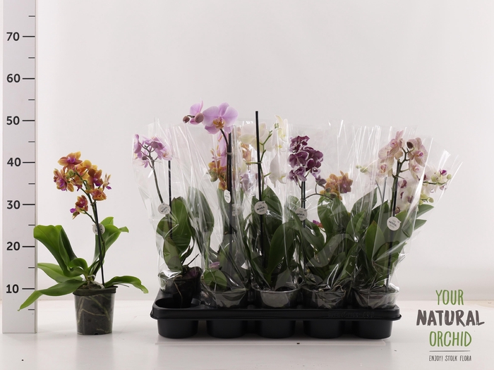 <h4>PHAL GEM</h4>