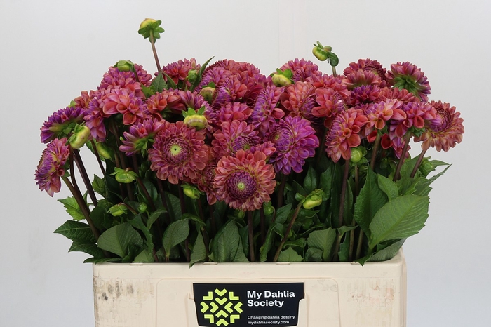 <h4>Dahlia Caitlin's Joy</h4>