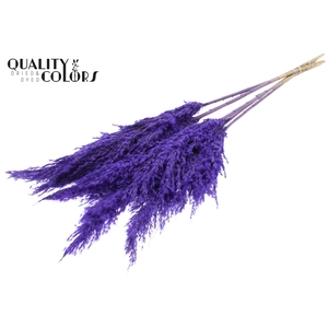 Pampas Grass 100cm 5st/bunch Frosted Purple