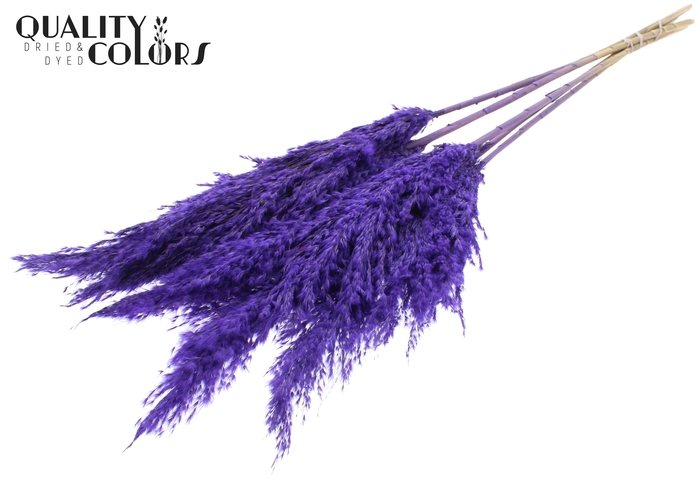 <h4>Pampas Grass 100cm 5st/bunch Frosted Purple</h4>