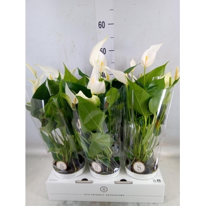 Anthurium  'Banderola Cava'