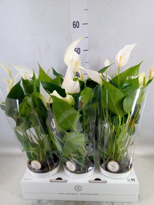 <h4>Anthurium  'Banderola Cava'</h4>