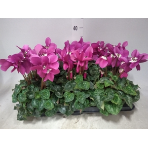 Cyclamen GR 'Fleur En Vogue'