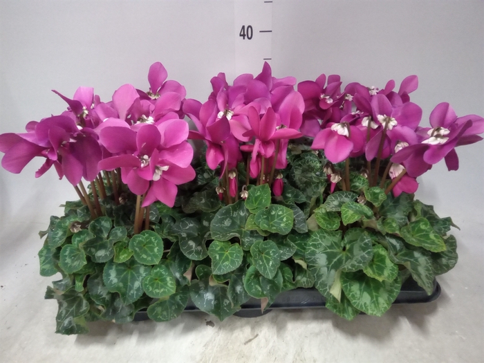 <h4>Cyclamen GR 'Fleur En Vogue'</h4>