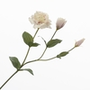 Lisianthus Lavender FL440373LAV