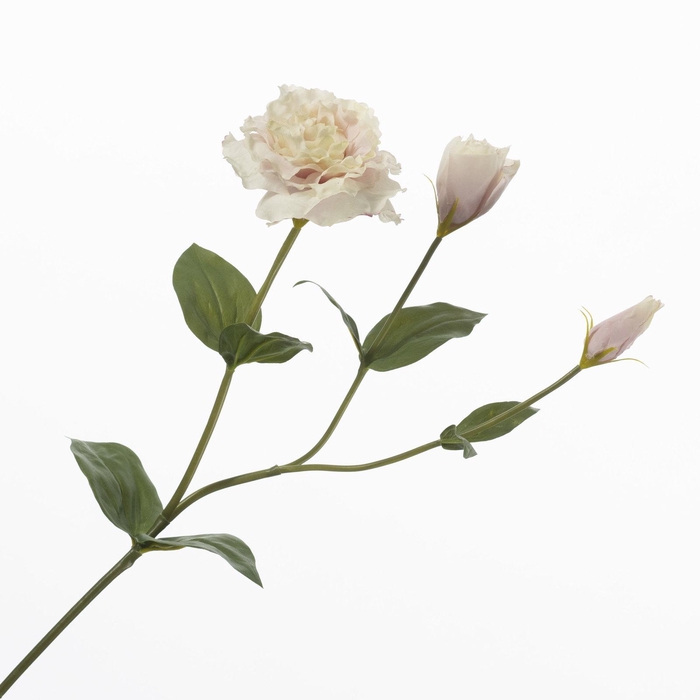 Lisianthus Lavender FL440373LAV