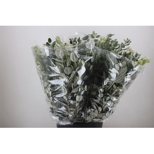 Pittosp Ralphi Leaves 200gr P Bunch