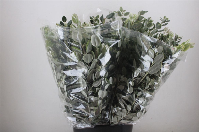 <h4>Pittosp Ralphi Leaves 200gr P Bunch</h4>