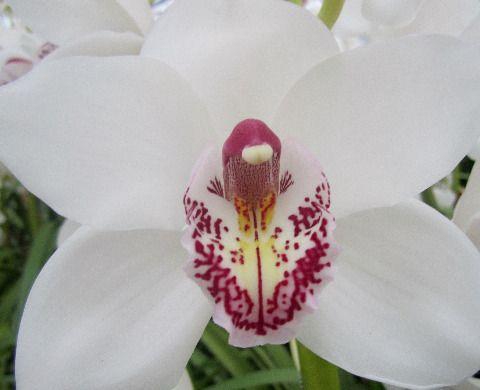 <h4>CYMB T VANITY 50cm</h4>