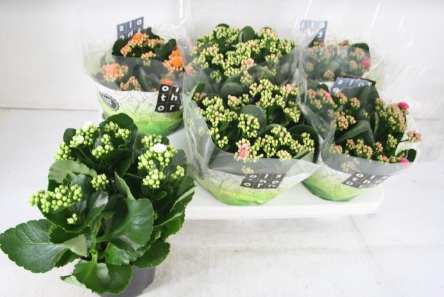 <h4>KAL GE GEM 4 KL</h4>