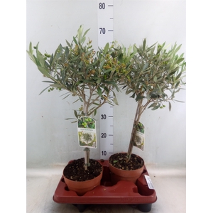 Olea europaea