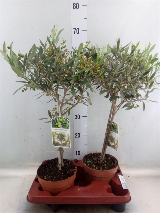 <h4>Olea europaea</h4>