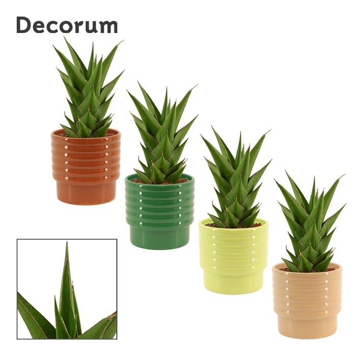 <h4>Sansevieria Temple Crown 12 cm in Naemi (Natural bubble-collecti</h4>